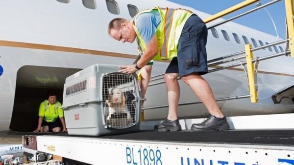 CC1/07 IATA-Live Animals for Cargo Personnel 